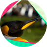 とりし🐦️のアバター